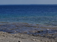 32873RoCrLe - Beach walk (and swim) on Flowerpot Island  Peter Rhebergen - Each New Day a Miracle
